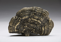 Tree Conch - reverse - Eco-Baroque